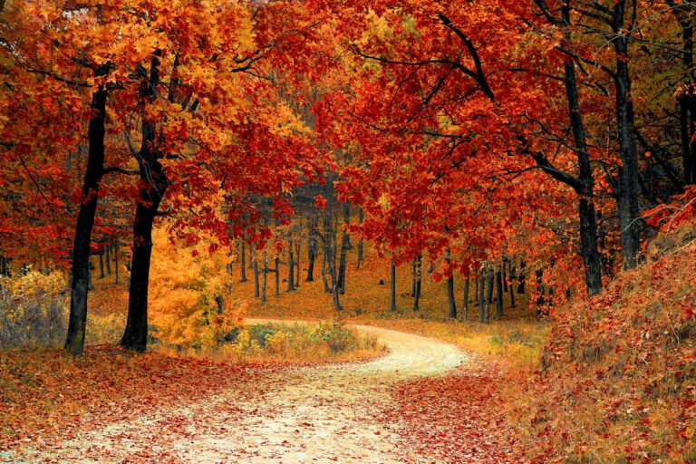 The Science of Fall Colors and Falling Leaves