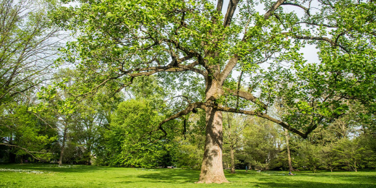 Year-Round Care for Your Trees