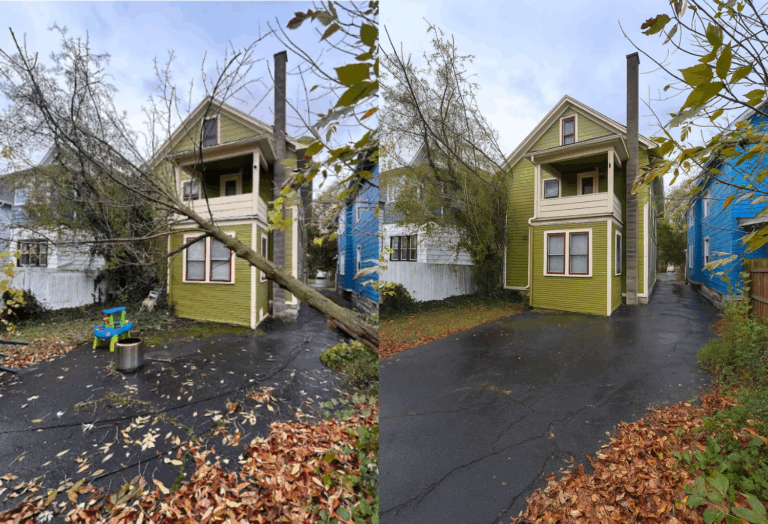 Top 5 Signs of a Diseased or Dying Tree