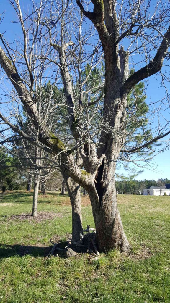 Top 5 Signs of a Diseased or Dying Tree