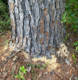Top 5 Signs of a Diseased or Dying Tree