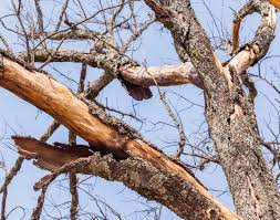 Top 5 Signs of a Diseased or Dying Tree