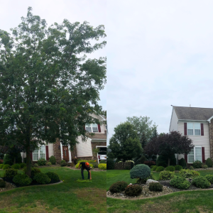 tree removal clarence center
