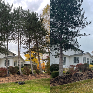 tree trimming williamsville