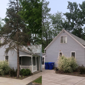 tree trimming clarence center