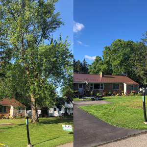 tree service near me