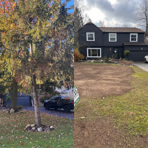 Tree removal before & after