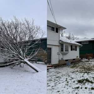 Tree removal before & after2