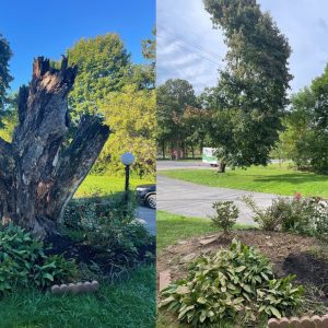 tree service near me