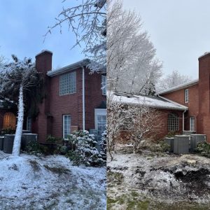 tree service near me